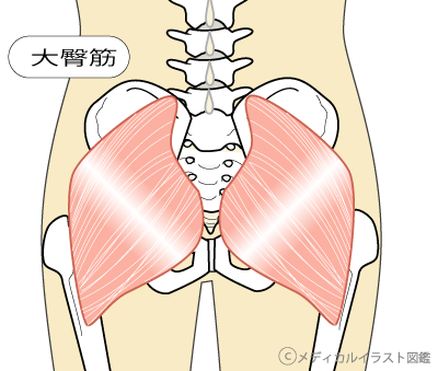 グルトブリッジ お尻の締め方を覚えよう その１