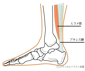 足首の回し方　～　ふくらはぎをすっきり　その１