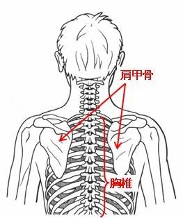 肩甲骨を動かす肘回し体操　その１