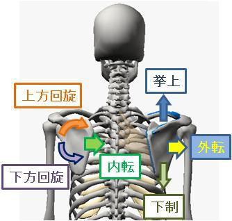 肩甲骨を動かす肘回し体操　その３