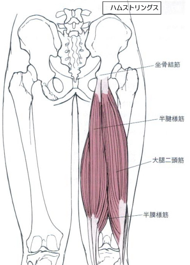 ラグビーとハムストリングの柔軟性　その１
