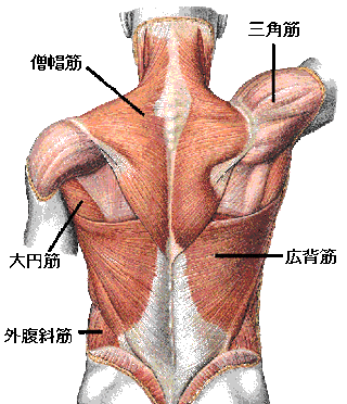 猫背 巻き肩 前肩とトレーニング その２ どうして背中に効かないんだろう