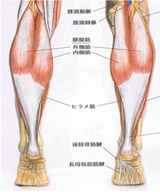 まっすぐ立てますか　その１　～　立ち方とふくらはぎの問題