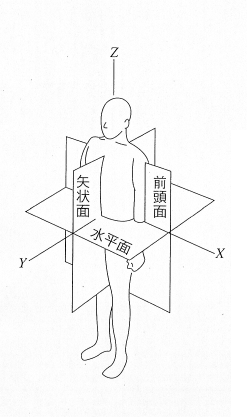 全身を大きく使おう　～　体の3面の運動